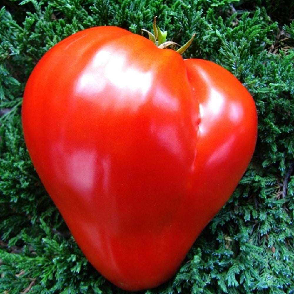 715 Croatian Heart of Samobor Tomato