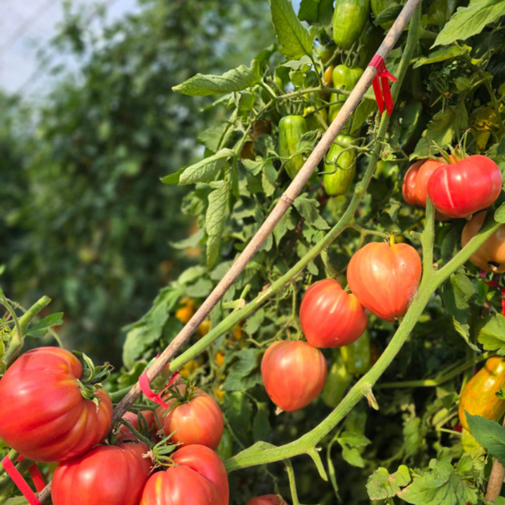 777 Strawberry Heart Tomato