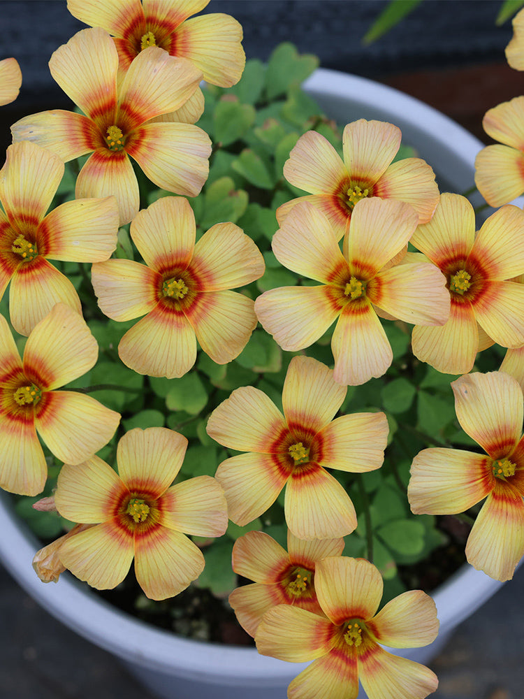 Oxalis 'Phoenix'