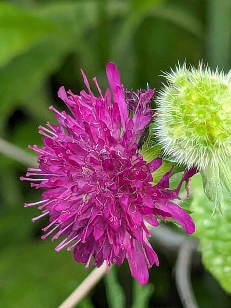 Purple-red Pincushion Flower (Scabiosa atropurpurea)