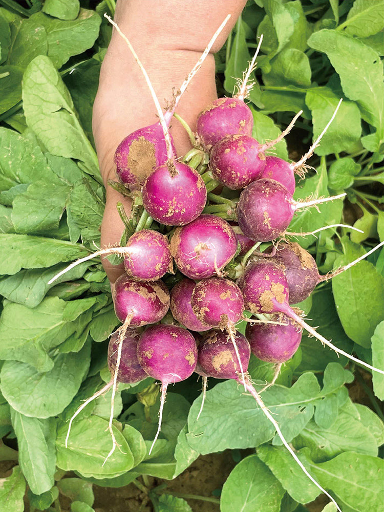 Purple Cherry Radish