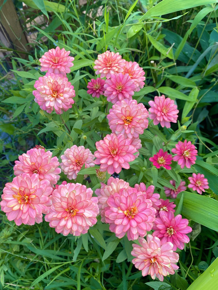 Pink Garden Zinnia