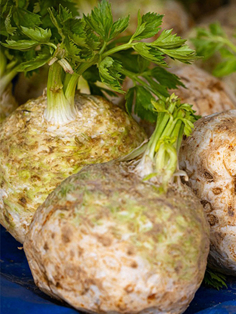 Celeriac 'Giant Prague' (Apium graveolens var. rapaceum)