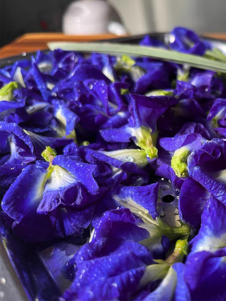 Butterfly pea (Clitoria ternatea 'Pleniflora')
