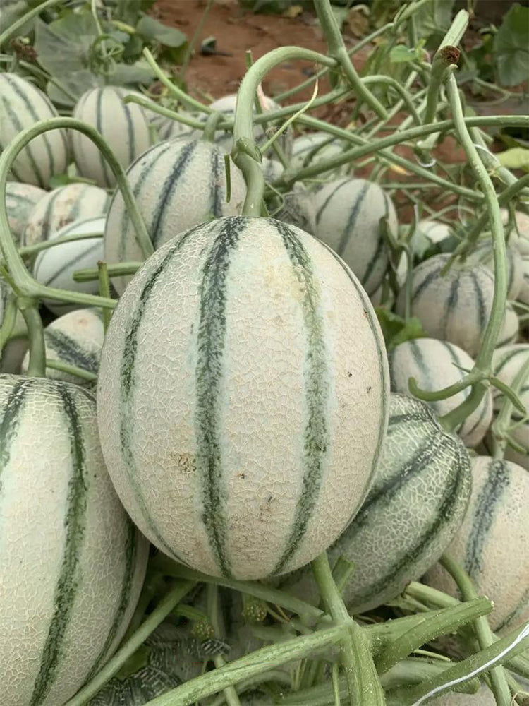 Basketball Green Hybrid Melon