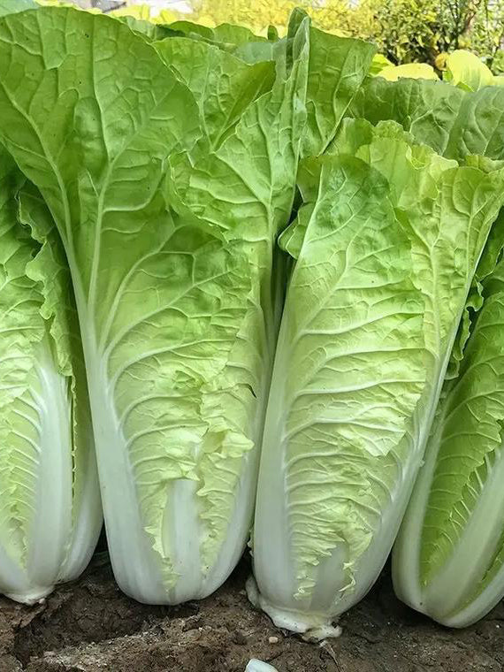 '168' Fast-Grow Bok Choy