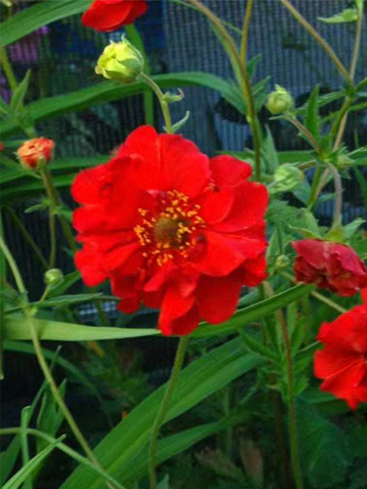 Crimson Ocean Avens (Geum coccineum)