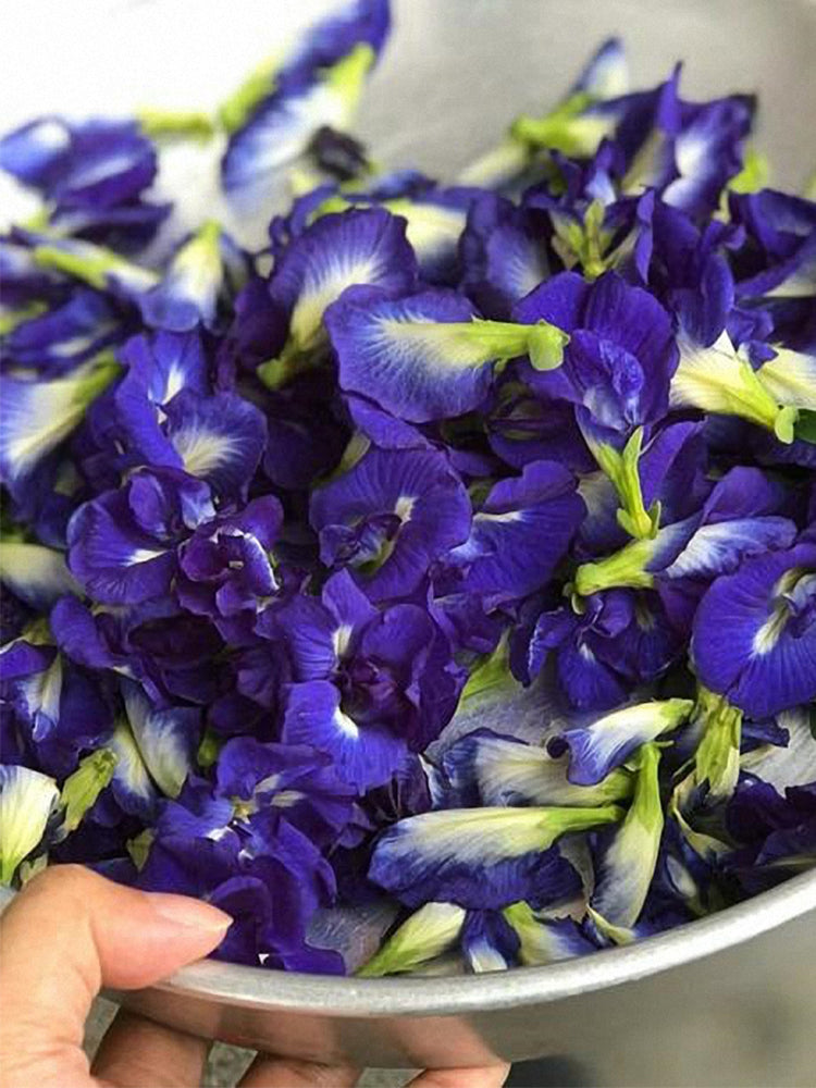 Butterfly pea (Clitoria ternatea 'Pleniflora')