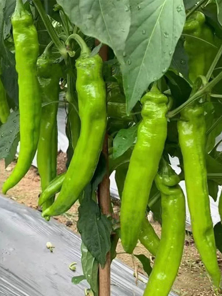 Ruila Spicy Goat's Horn Pepper