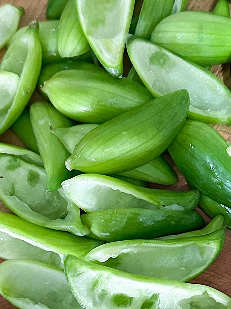 Slipper Gourd (Cyclanthera pedata)