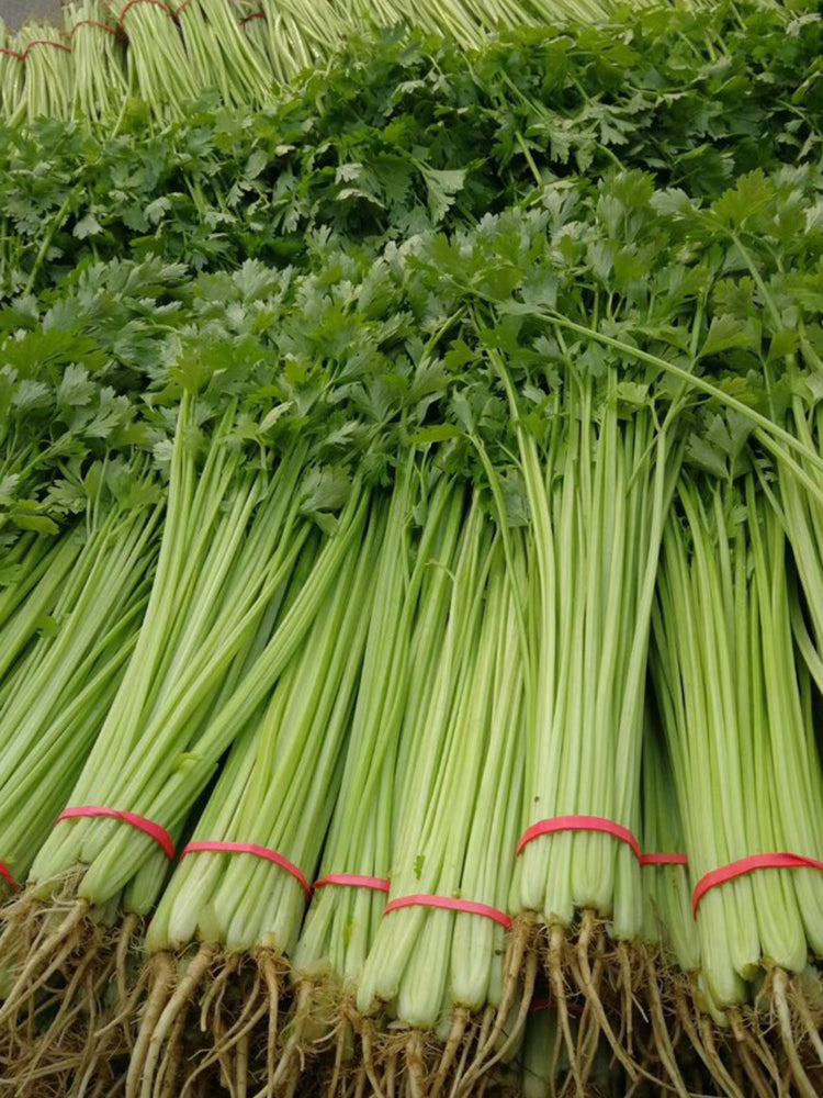 Michelin Fruit Celery