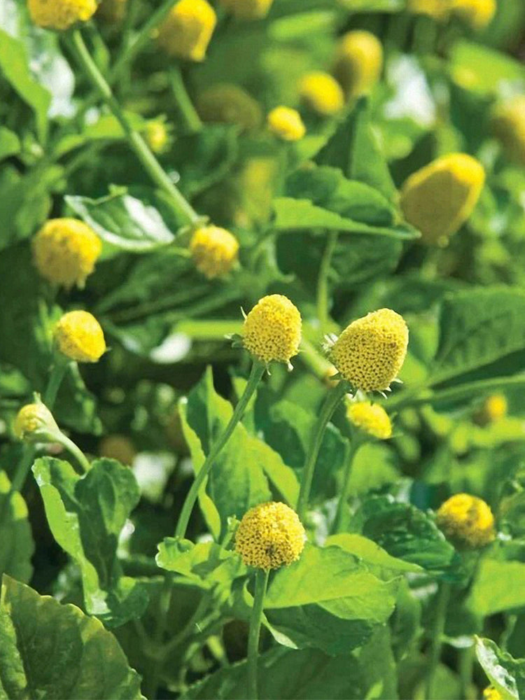 Toothache Plant (Acmella oleracea)