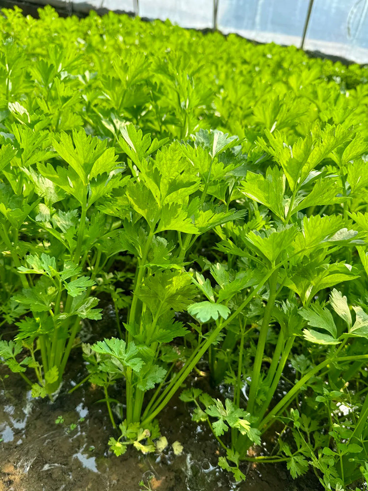 Four Seasons Fragrant Celery