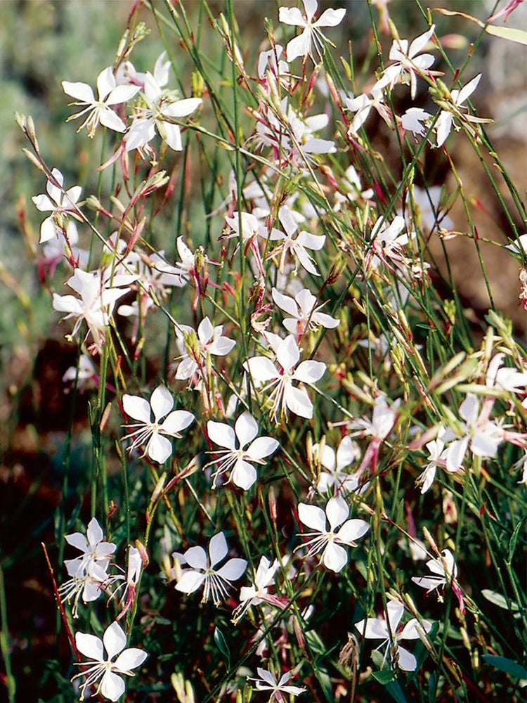 White Gaura (Gaura lindheimeri)