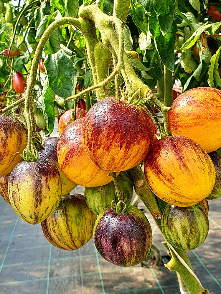 "Rebel Starfighter Kayleigh Anne" Tomatoes