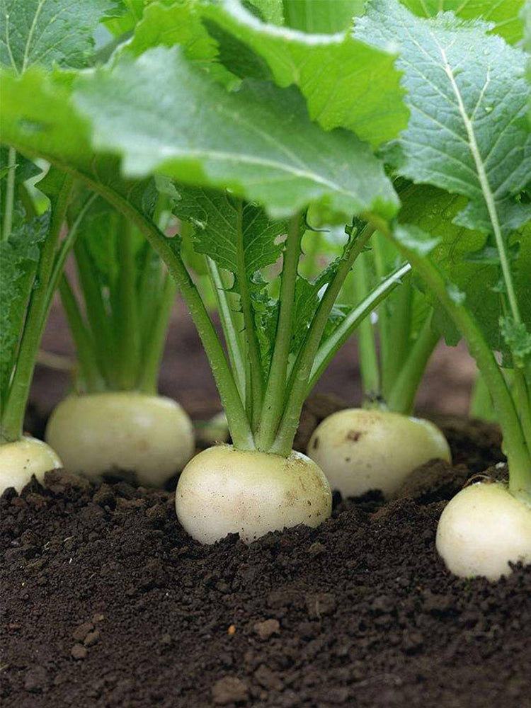 Dongsheng Baby Turnip