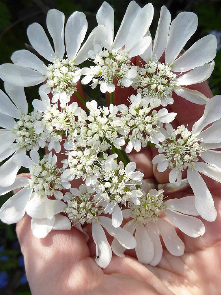 White Laceflower (Orlaya grandiflora)