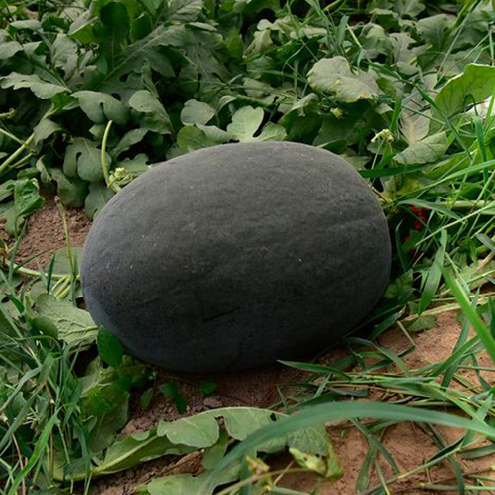 2 Bags (10g / Bag) of 'Black Tyrant' Super-sweet Watermelon Seeds