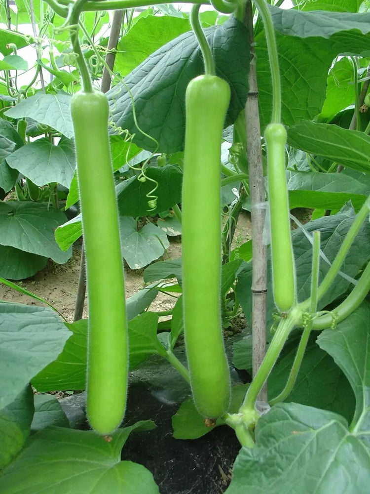 Bottle Gourd (Lagenaria siceraria)