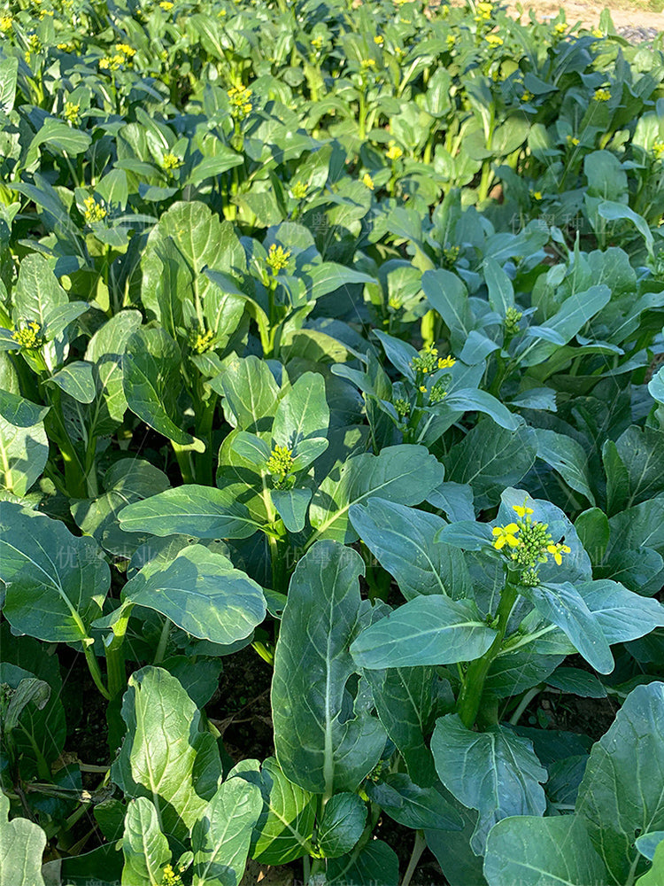 'Sijiu' No-Fiber Pointed-Leaf Choy Sum