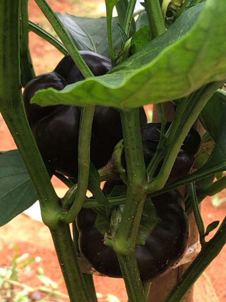 Black Fruit Sweet Pepper