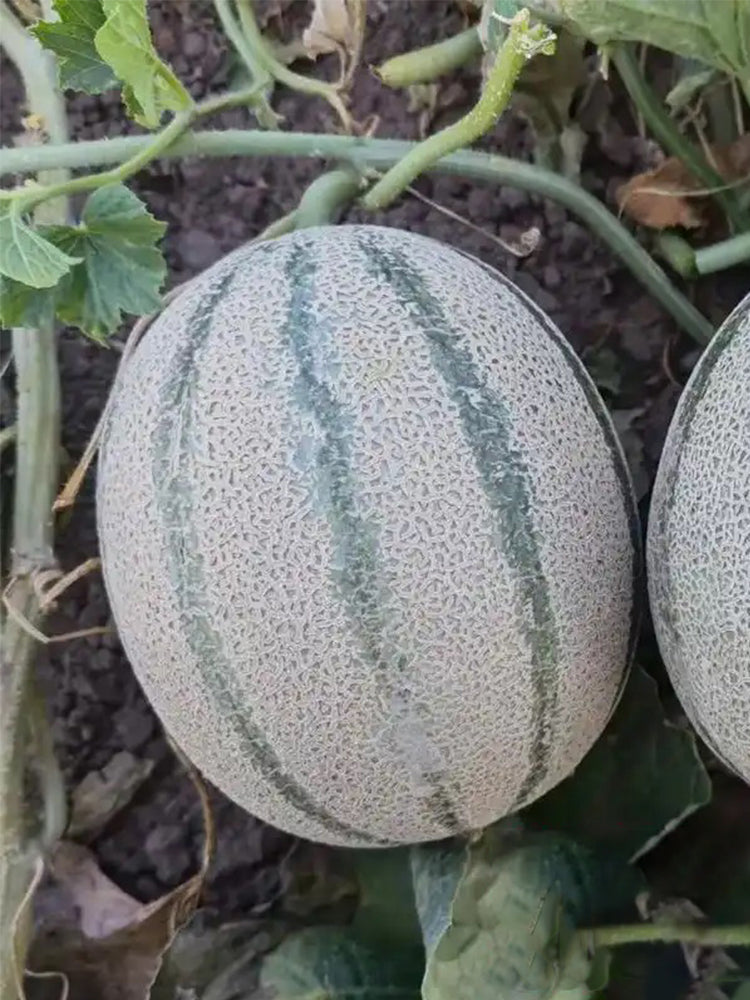 Basketball Green Hybrid Melon