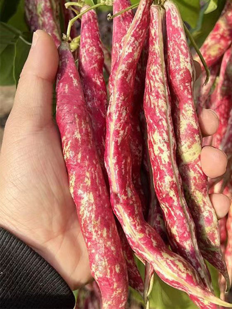 Red Golden Hook Kidney Beans