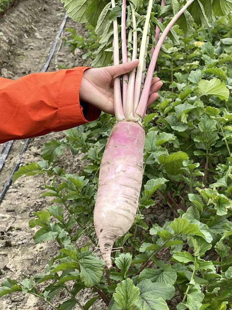 East Sea Fruit Radish