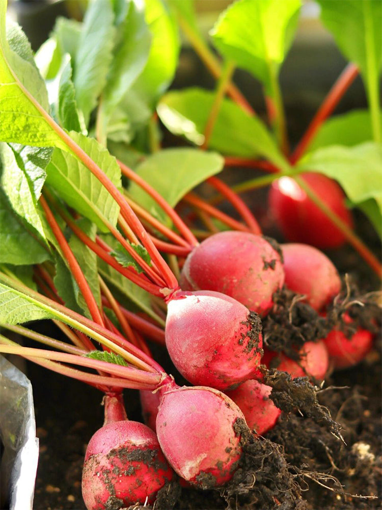 Cherry Radish
