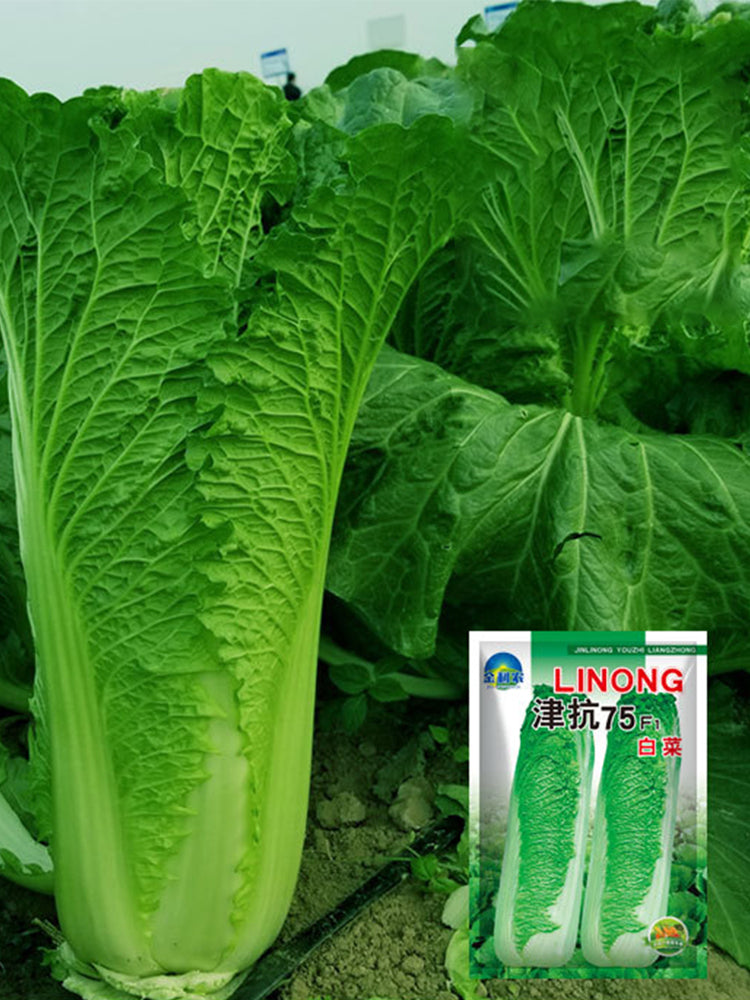 Jinkang 75 Chinese Cabbage