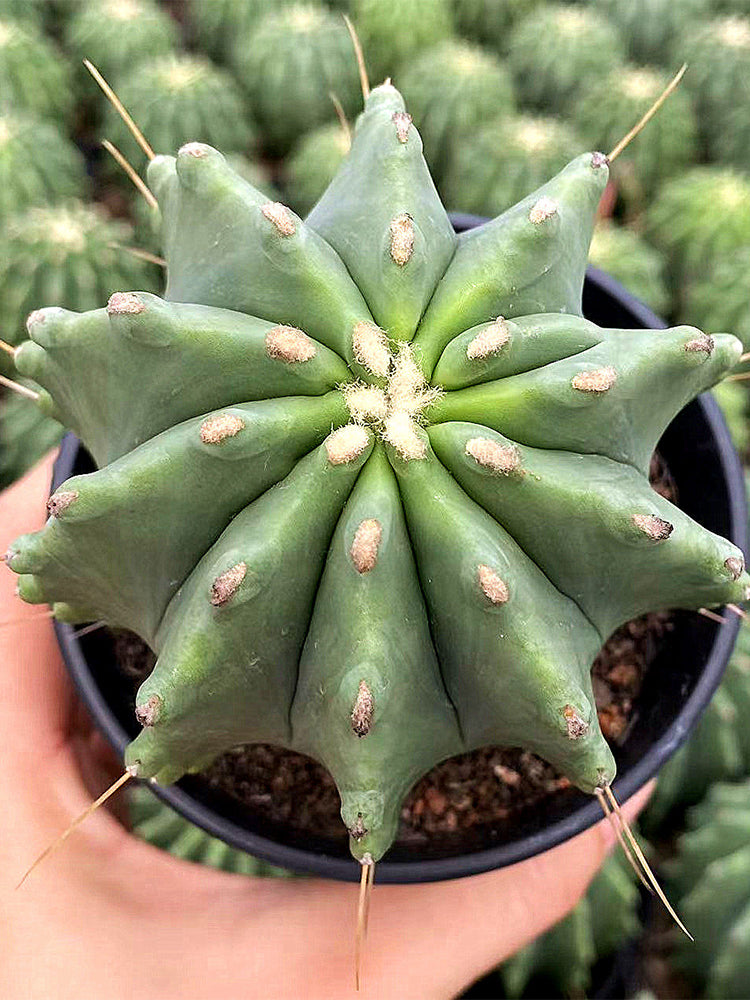Ferocactus glaucescens f. nuda