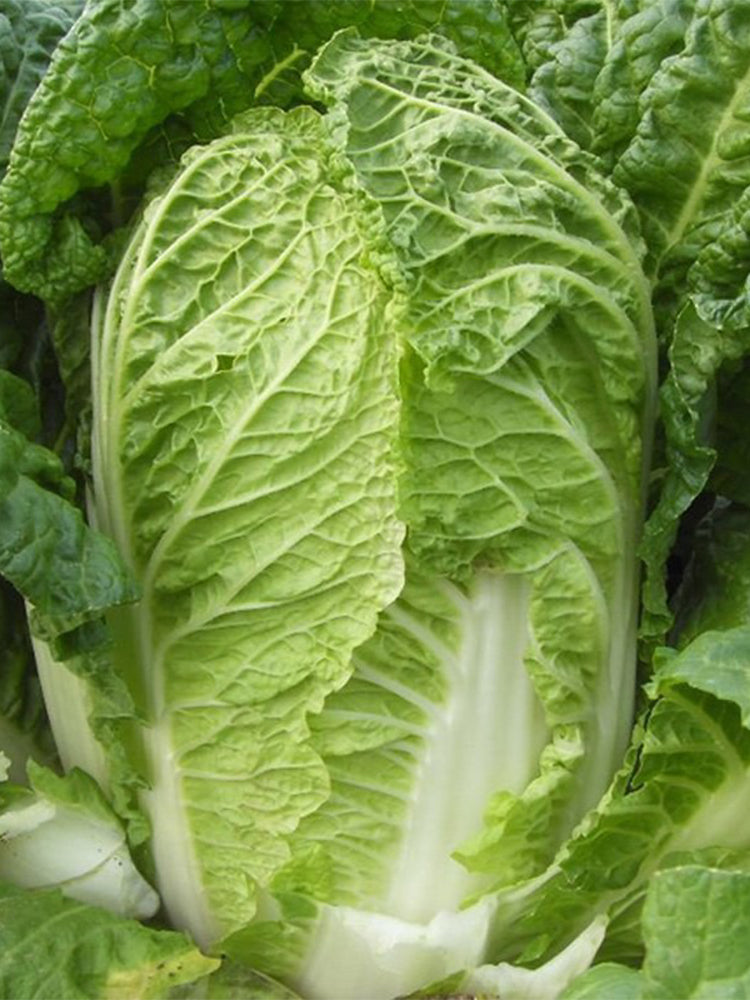 'Shuyue 601' Chinese Cabbage