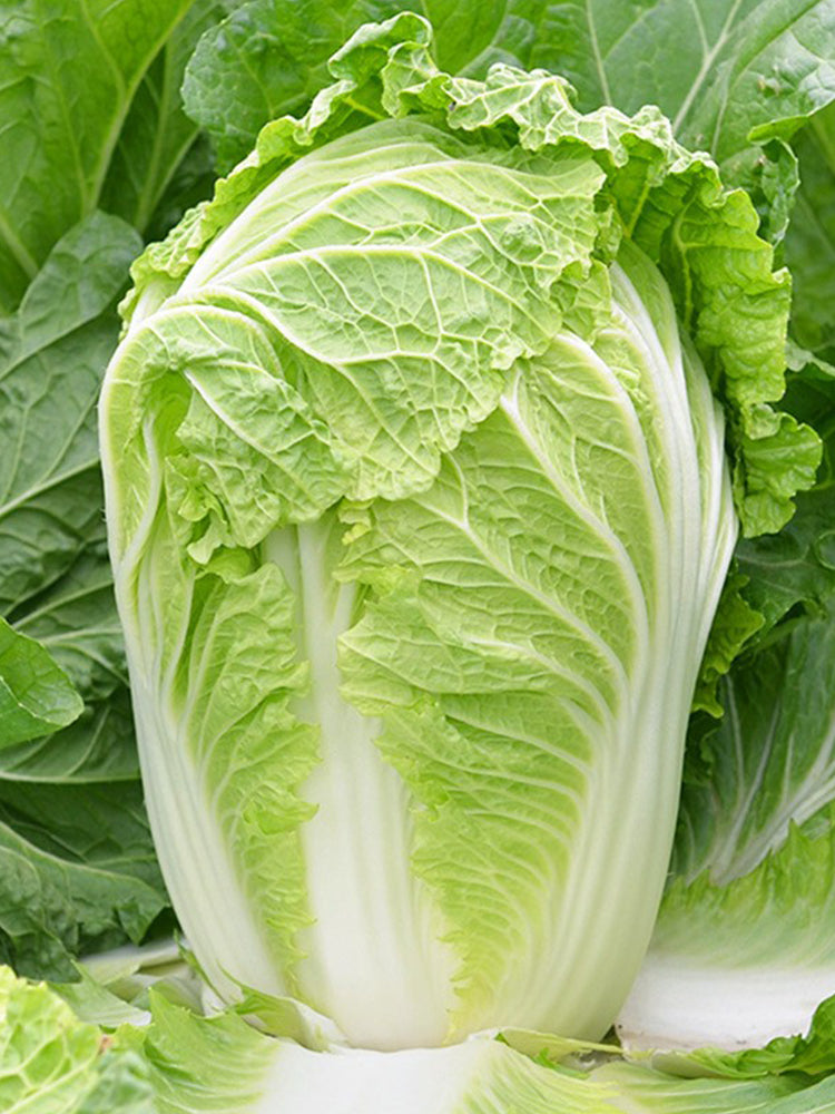 'Jiaoshu Autumn-King' Chinese Cabbage