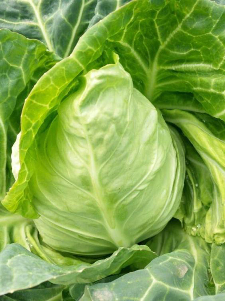 Oxheart Cabbage