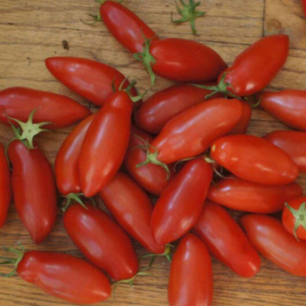 664 Tegucigalpa Tomato