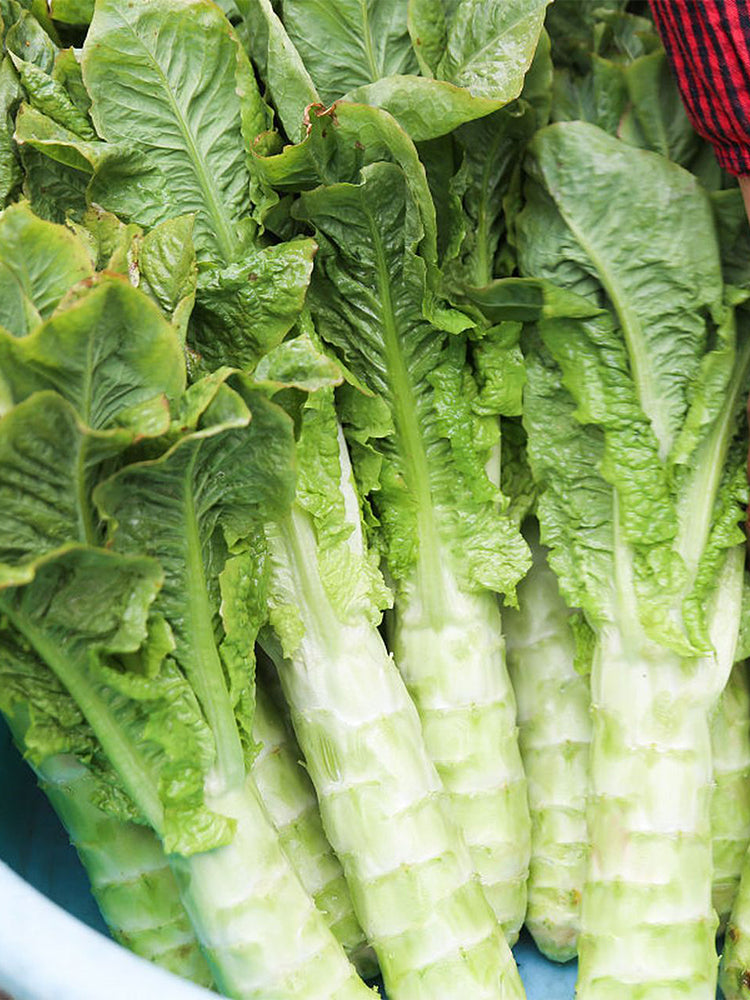 Heat-Resistant No.1 Stem Lettuce