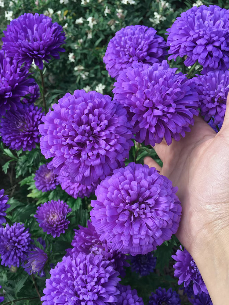 'Maiden Series' Blue China Aster