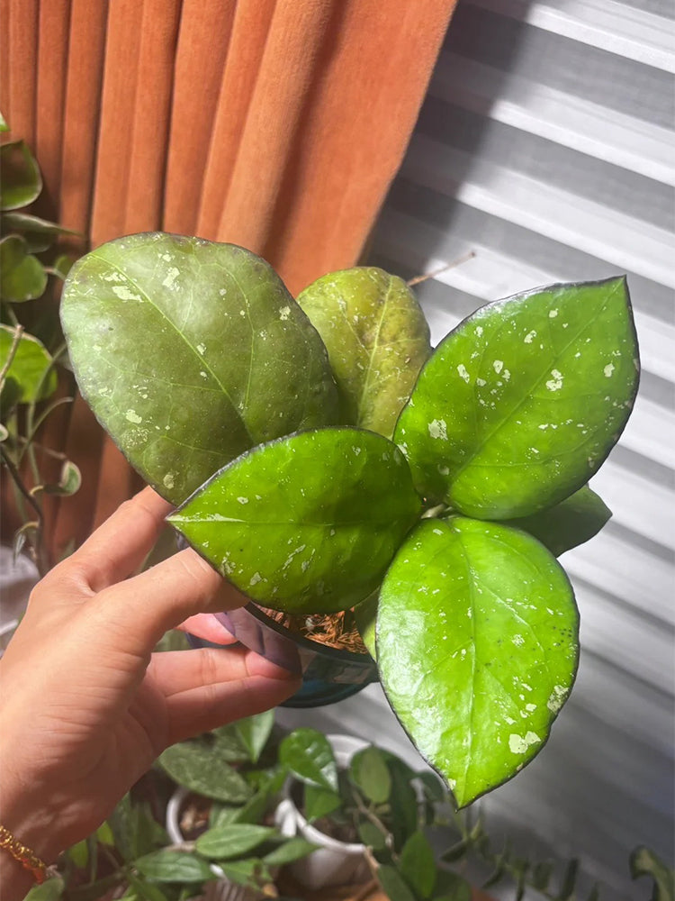 Hoya vitellina Unrooted Stem Cuttings