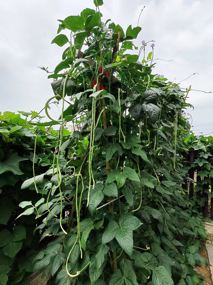 Long Dragon Cowpea