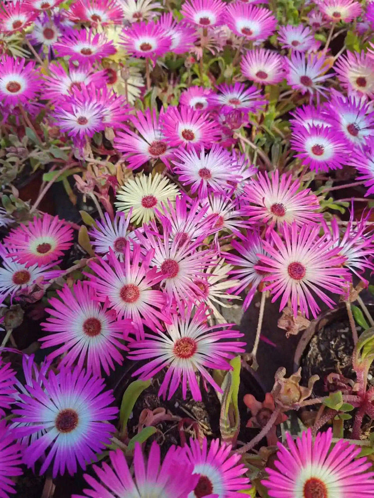 Trailing Ice Plant (Lampranthus spectabilis)
