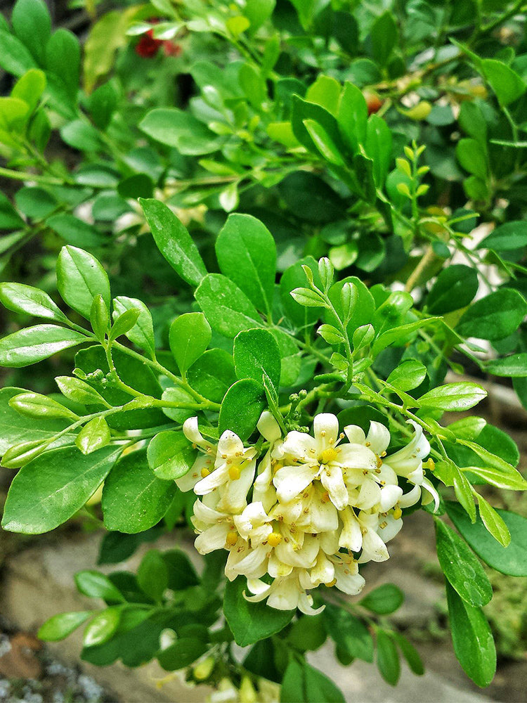 Orange Jasmine (Murraya paniculata)