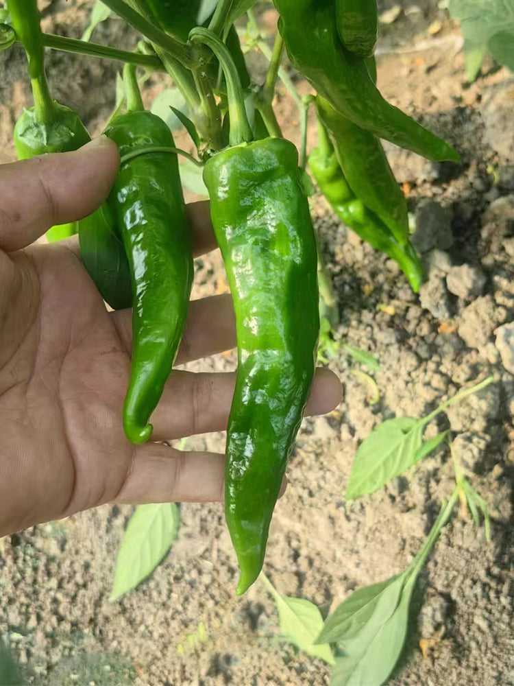 Lameizi Chili Peppers