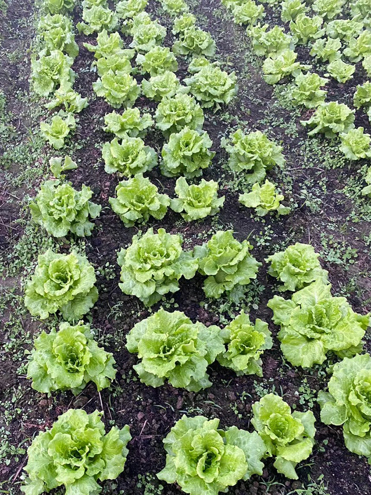Year-Round Slow-Bolting Lettuce King
