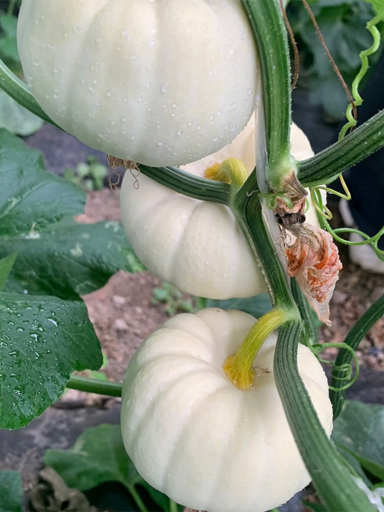 Tianzi Yubei White Baby Pumpkin