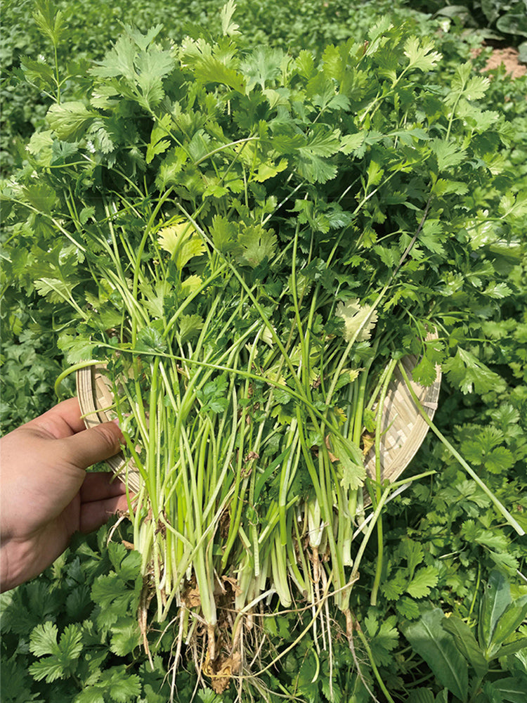Heat-Tolerant Cilantro