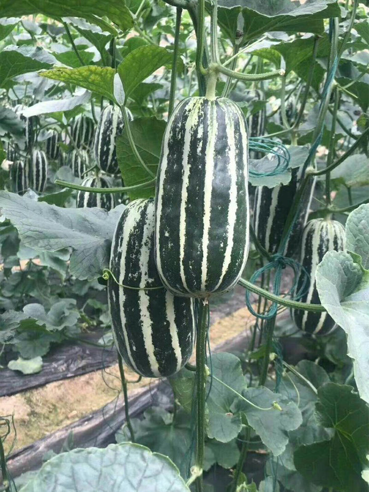 Feitian No.9 Hybrid Sweet Melons