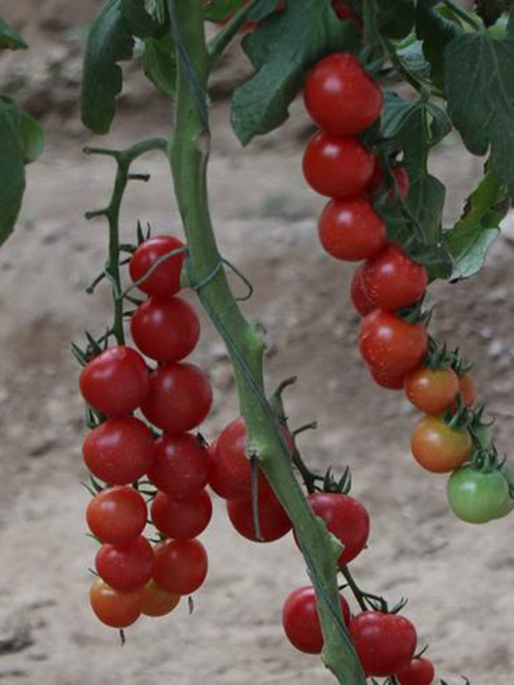 'Sweet Ruby Gem' Cherry Tomato