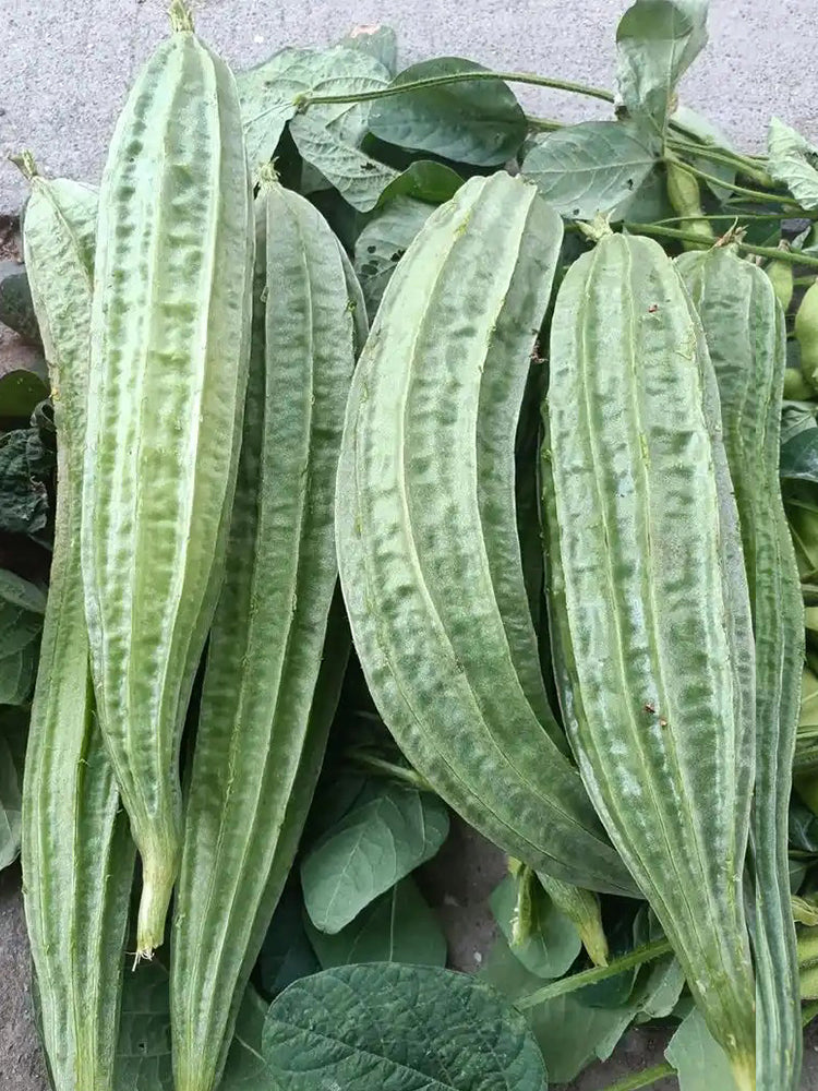 Traditional Angled Luffa