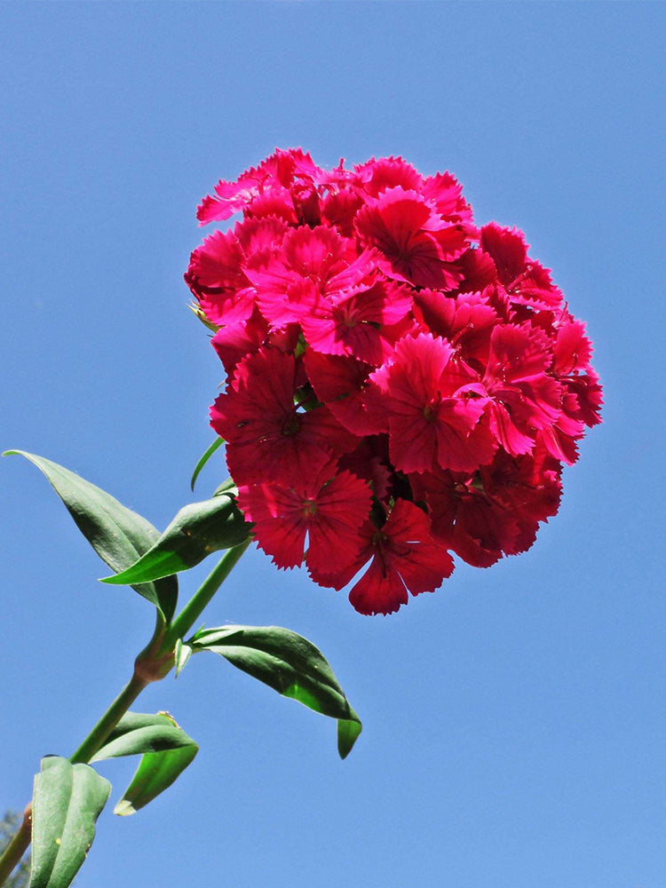 Red Sweet William (Dianthus barbatus L.)