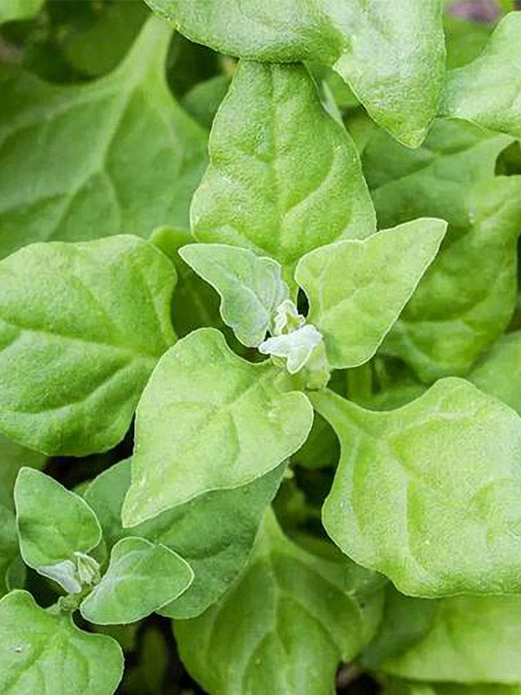New Zealand Spinach